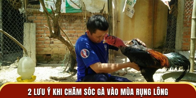 2 lưu ý khi chăm sóc gà vào mùa rụng lông