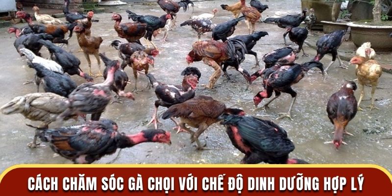 Cách chăm sóc gà chọi với chế độ dinh dưỡng hợp lý