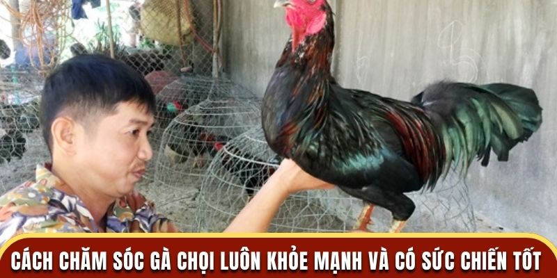 Cách Chăm Sóc Gà Chọi Luôn Khỏe Mạnh Và Có Sức Chiến Tốt