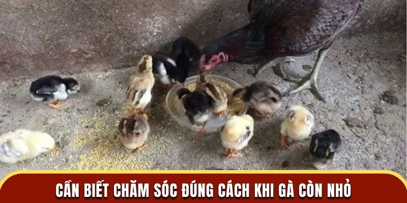 Cần biết chăm sóc đúng cách khi gà còn nhỏ